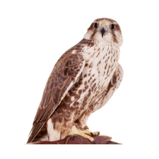 الطيور الجارحه